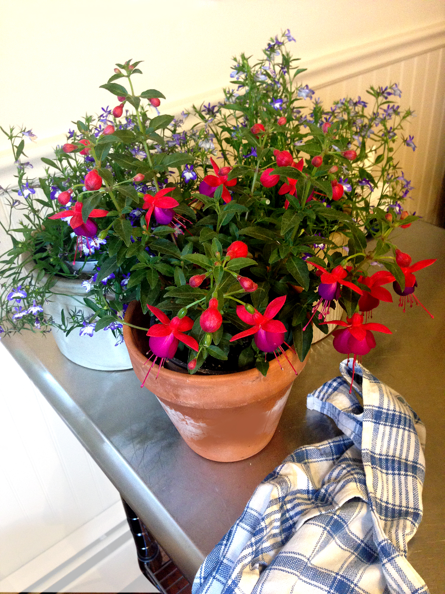 Pots of Fuchsia and Lobelia