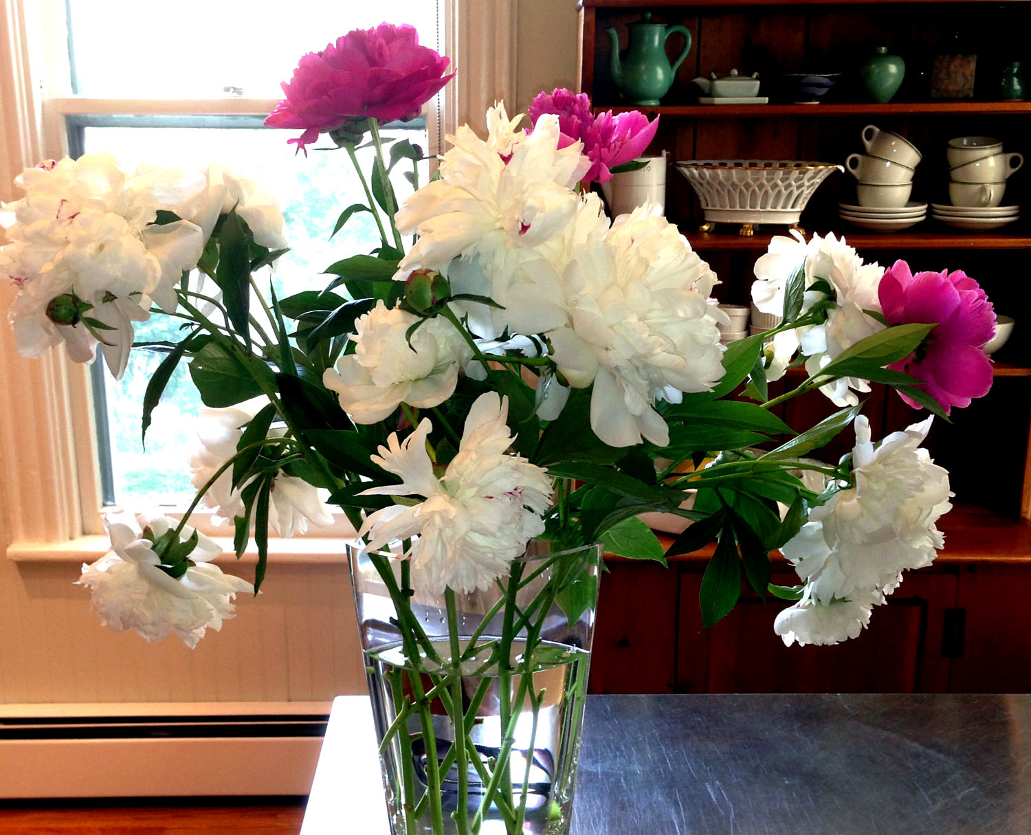 White and Pink Peonies from Garden