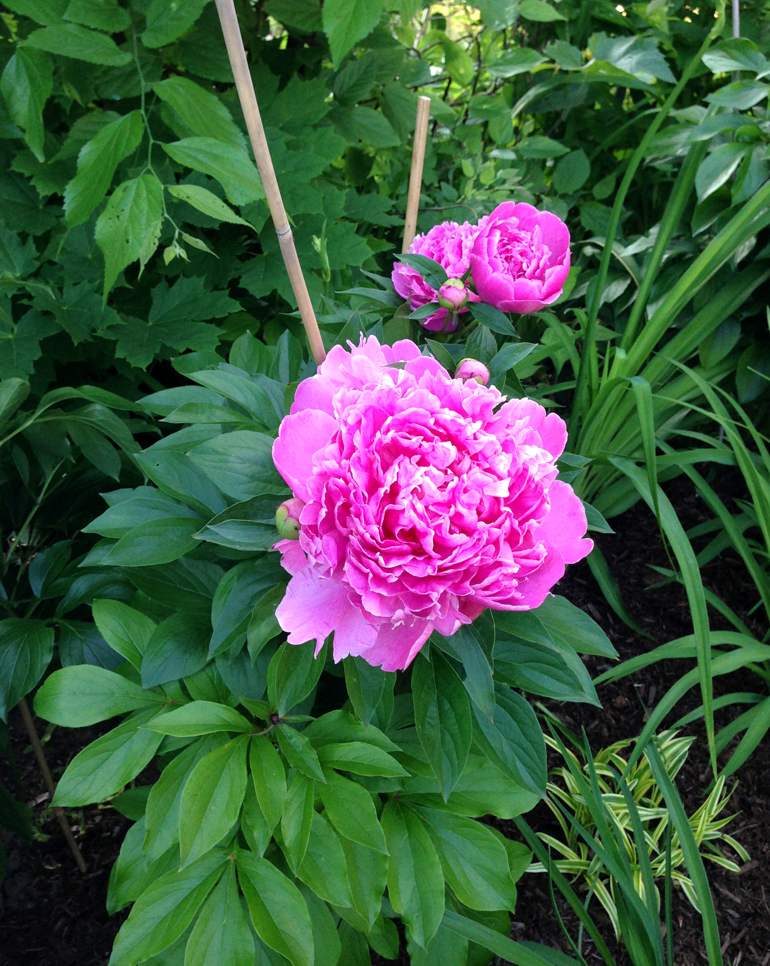 Pink Peonies in Garden