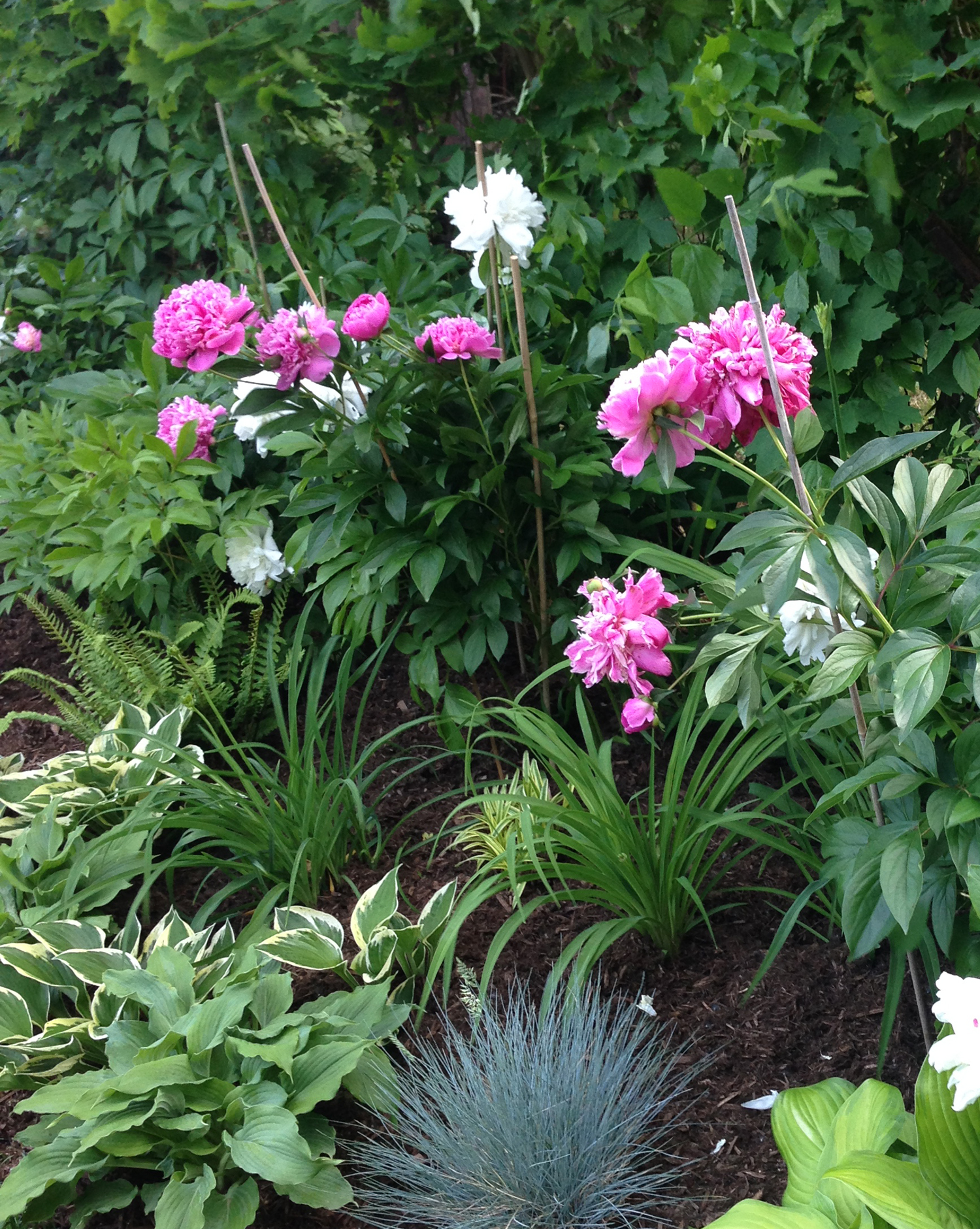 Peonies in Garden Beds