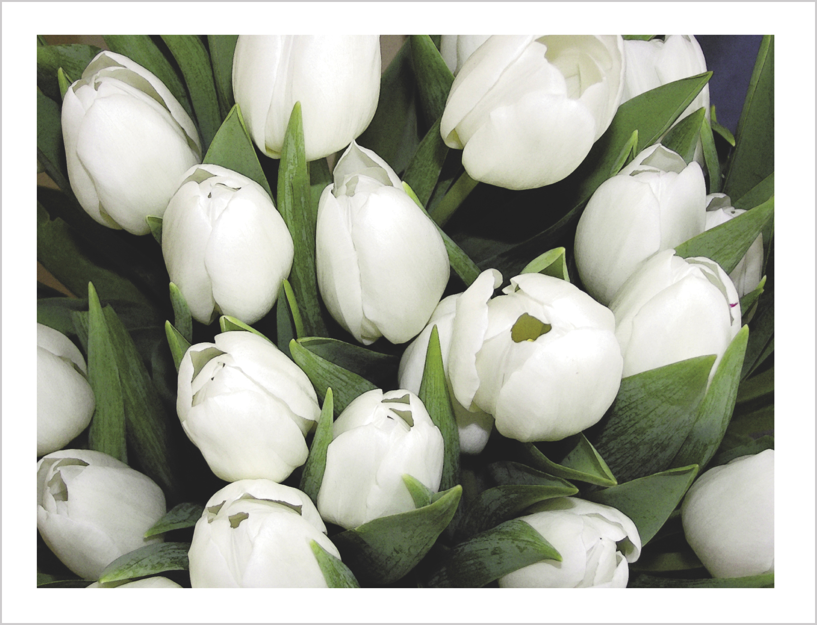 White Tulips Note Card from Little Note Card