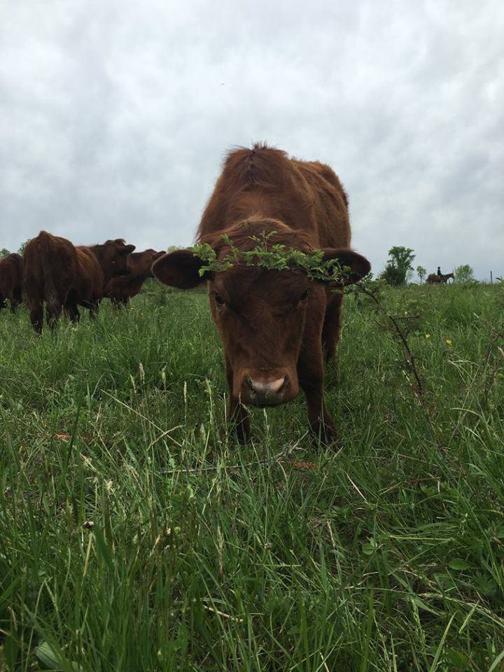 Back Paddock Farm