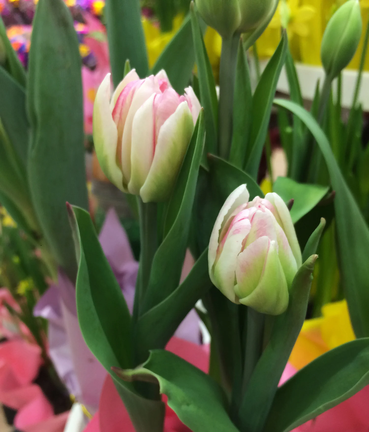 tulip-nursery-Squarespace-IMG_2948.jpg