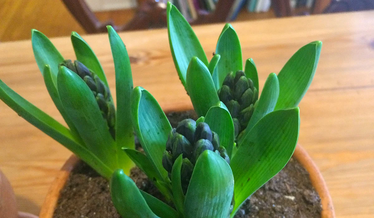 Hyacinthhorizontal-IMG_2926.jpg