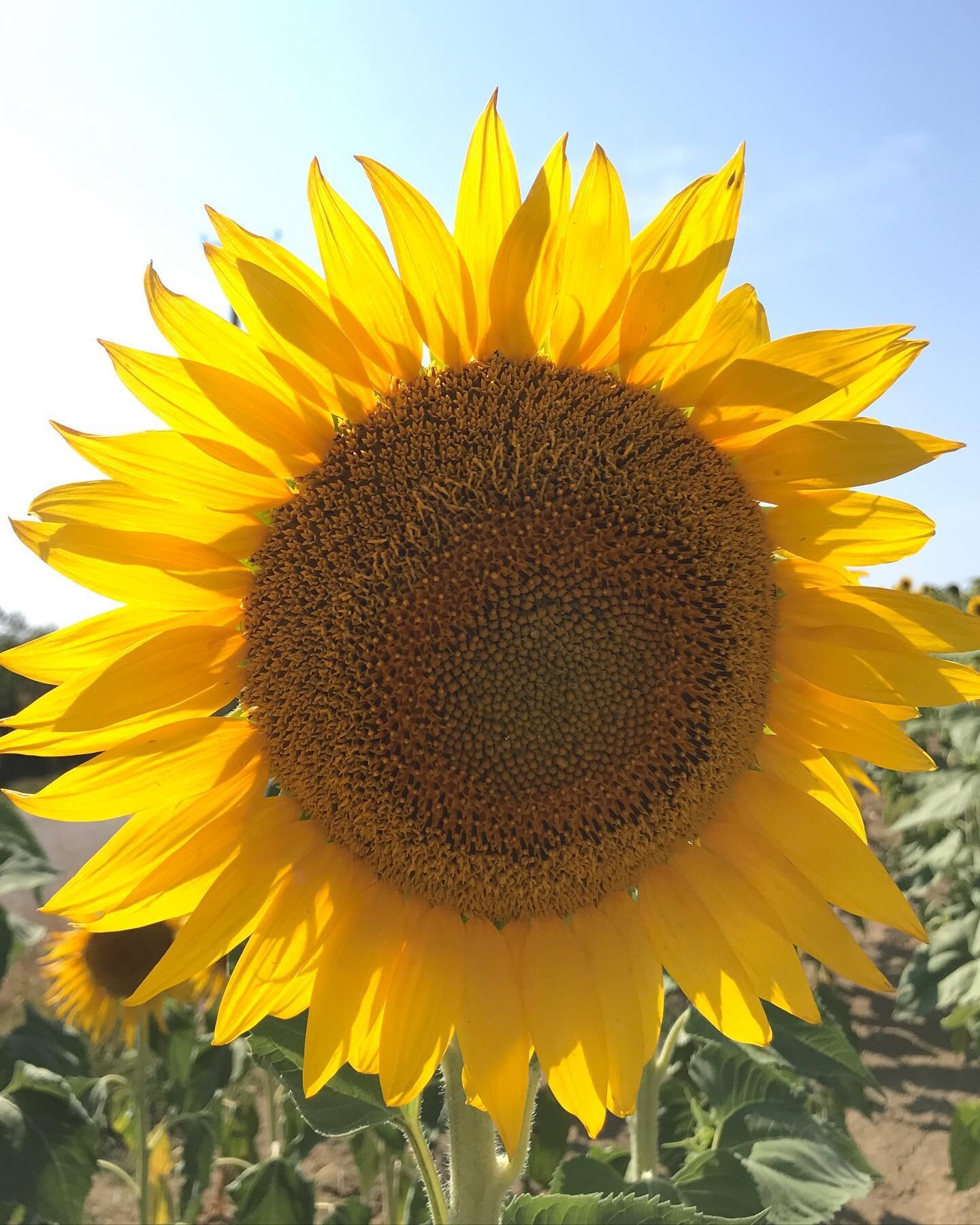 Lammas / Lughnasadh🌾
1/2nd August
The celebration of the harvest of the first grain and the great festival of Lugh the Celtic Sun God. 
Spending this time in nature in the southwest of France with fields of grain and sunflowers was magical. 
I love 