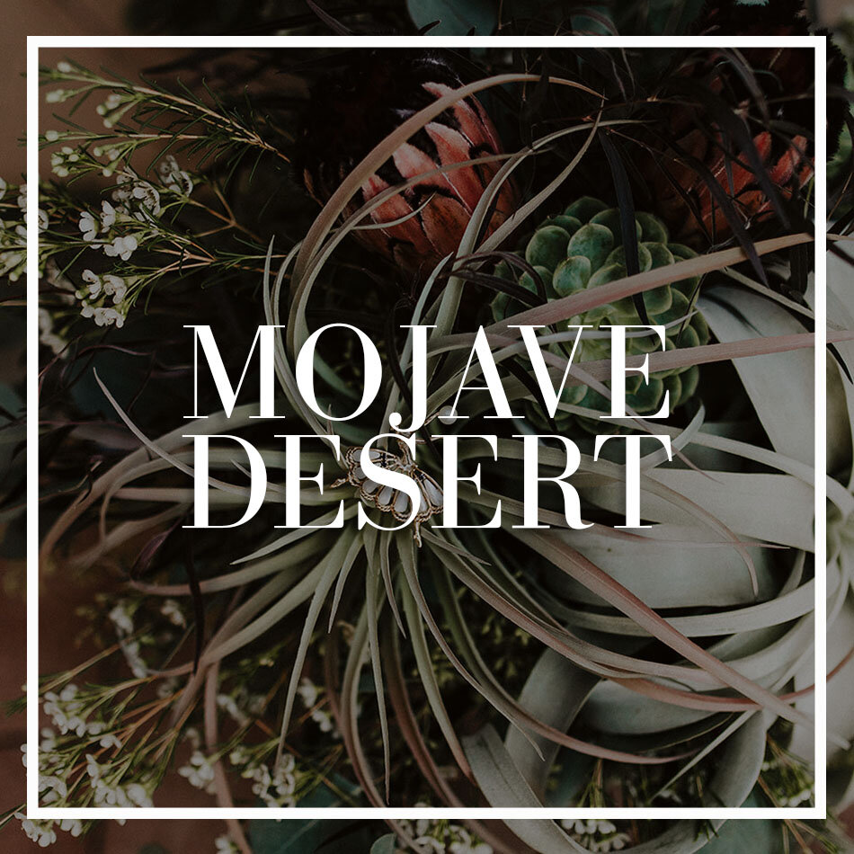 WCFD-Portfolio-COVER-MojaveDesert.jpg