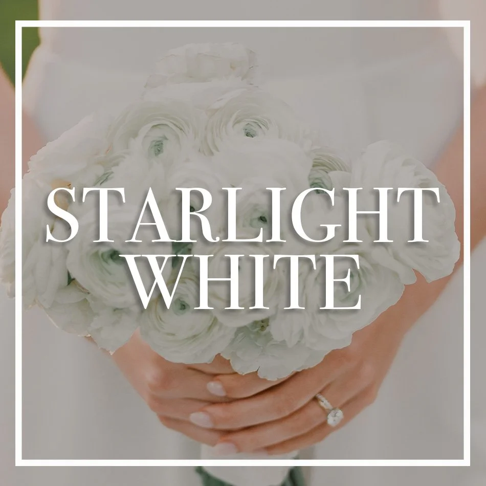 WCFD-Portfolio-COVER-STARLIGHTWHITE.jpg