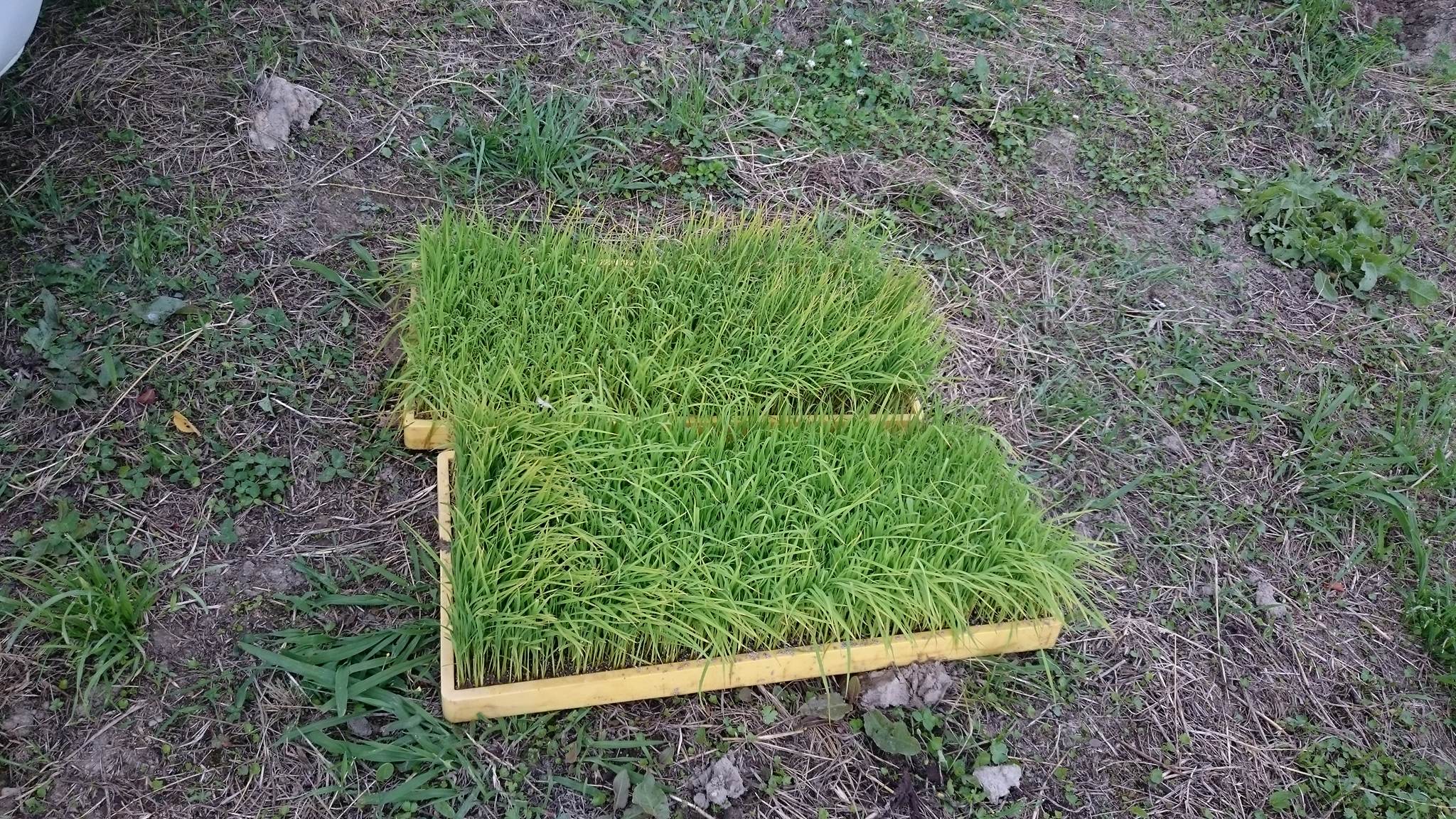 These are the rice trays were the rice is cultivated before planting. 