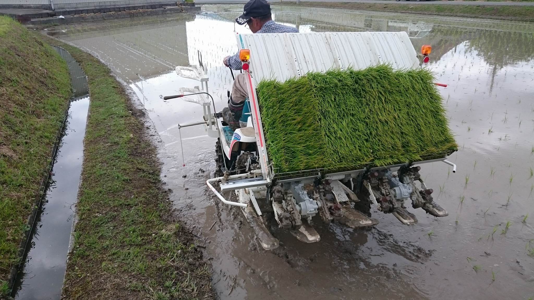This is the back end of the rice planting mechanism. You load the rice seedlings from the top. 