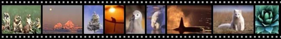 WorldWild logo strip.jpg