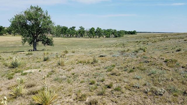 It's almost midnight here in Colorado. This has been a very full few days: full of intense heat (105&deg;!), loaded with thick dust, chock full of wildlife, history, and exploration. 
From canyons cutting through the Comanche Grasslands to the open p