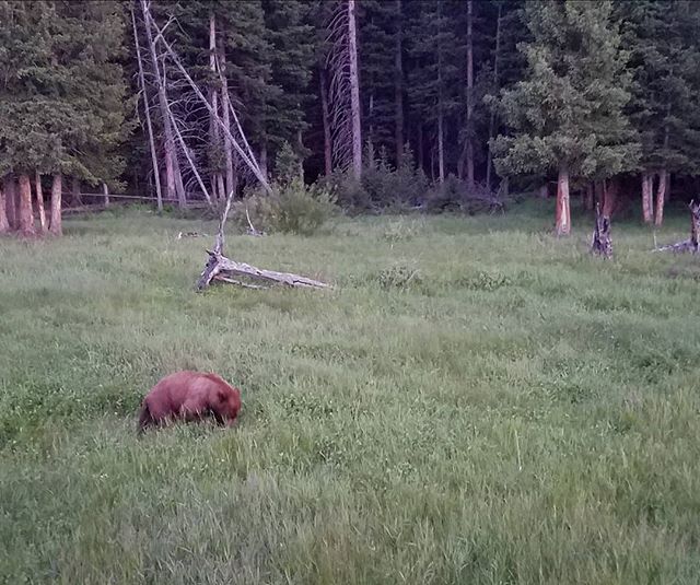 Bear photography... with a phone held out the window! So many bears, grizzly and black, were out and about in Yellowstone National Park this past week! Thus cinnamon- colored black bear was munching away in a meadow late one evening. 
I wish every pe