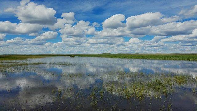 Puffy clouds in a blue, blue sky mirrored in a Montana wetland.