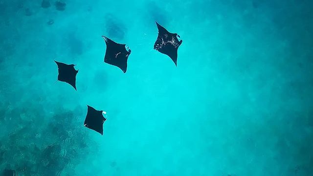 A foursome of manta rays glide through turquoise waters in Milne Bay, Papua New Guinea. We had a magical dive before breakfast with the rays as they came into cleaning stations but I opted to get airborne after breakfast while everyone else went back