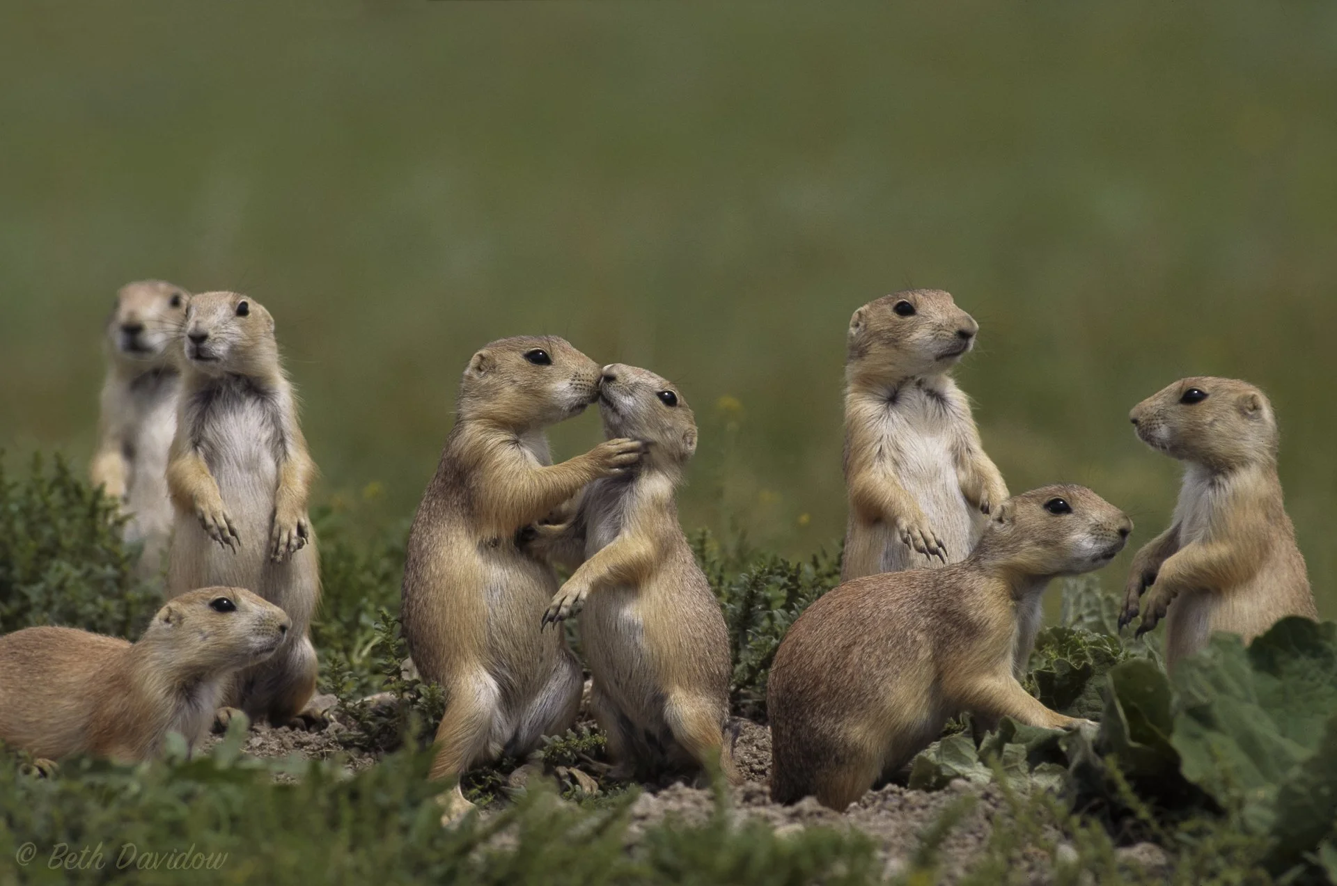 Prairie dog kiss
