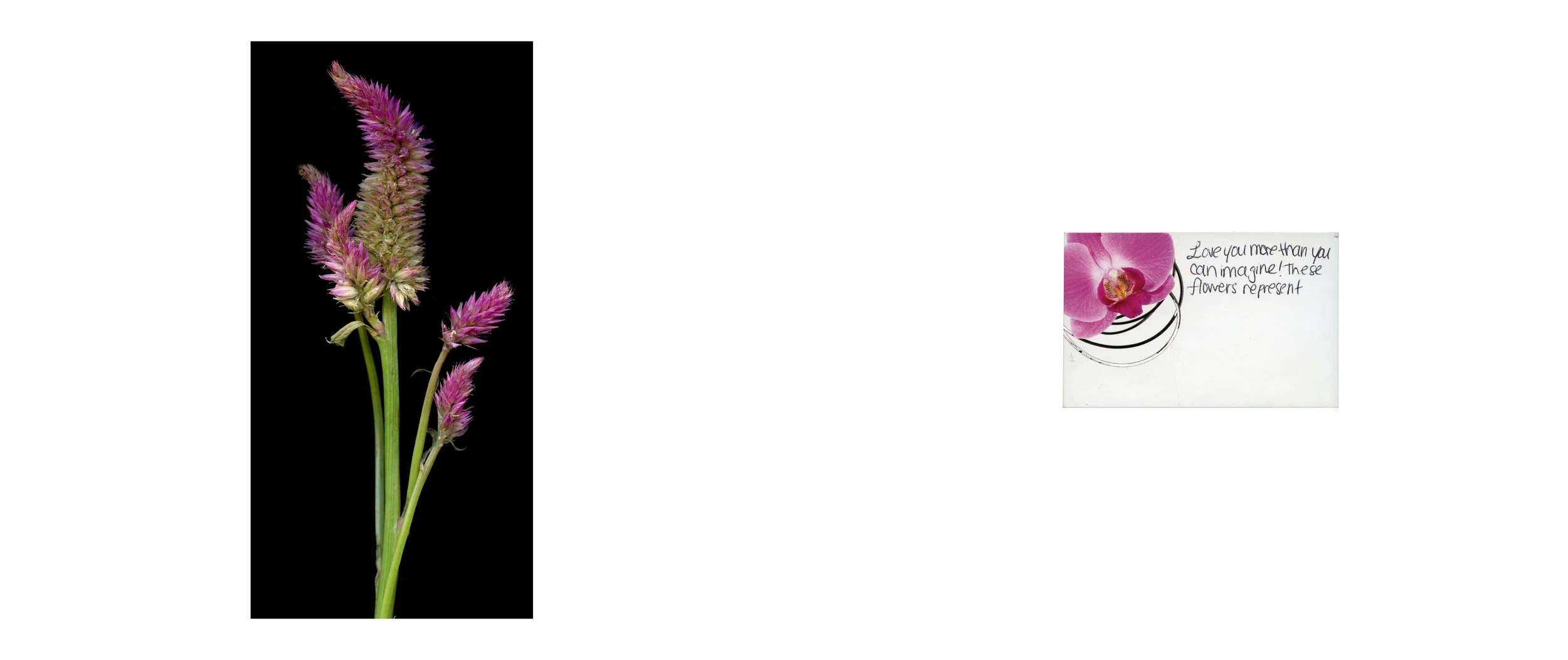 Floriography_FINAL7.jpg