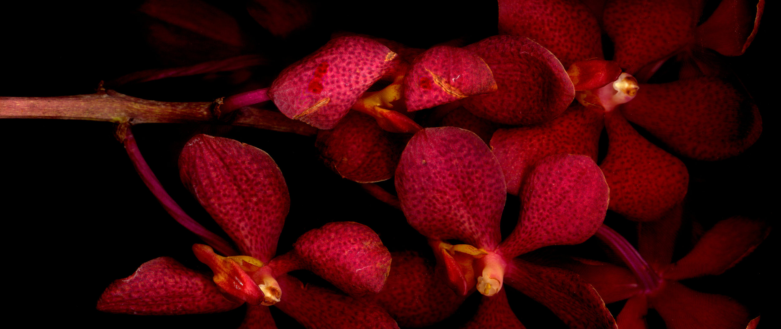 Floriography_FINAL19.jpg