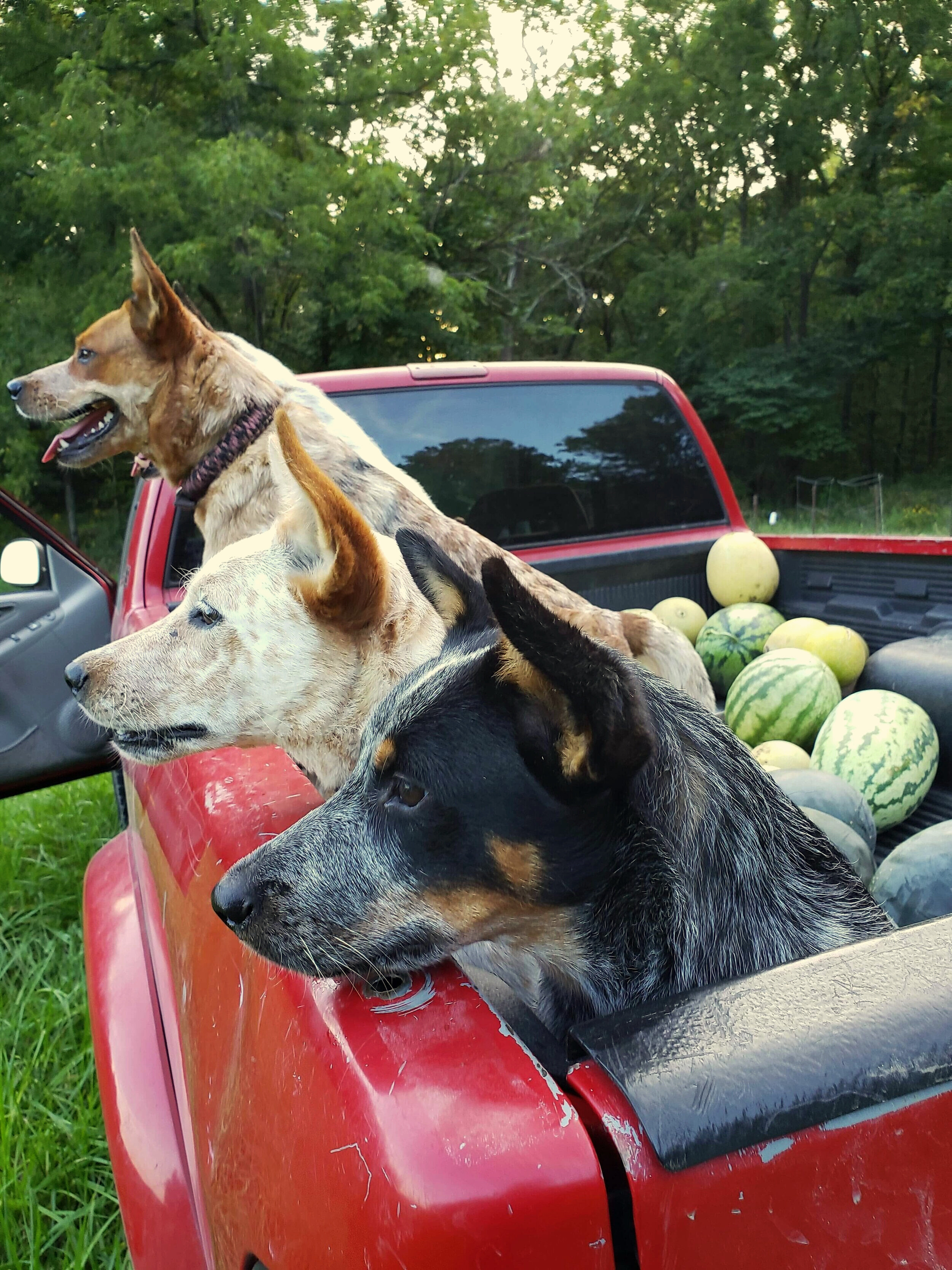 dogs+in+truck.jpg