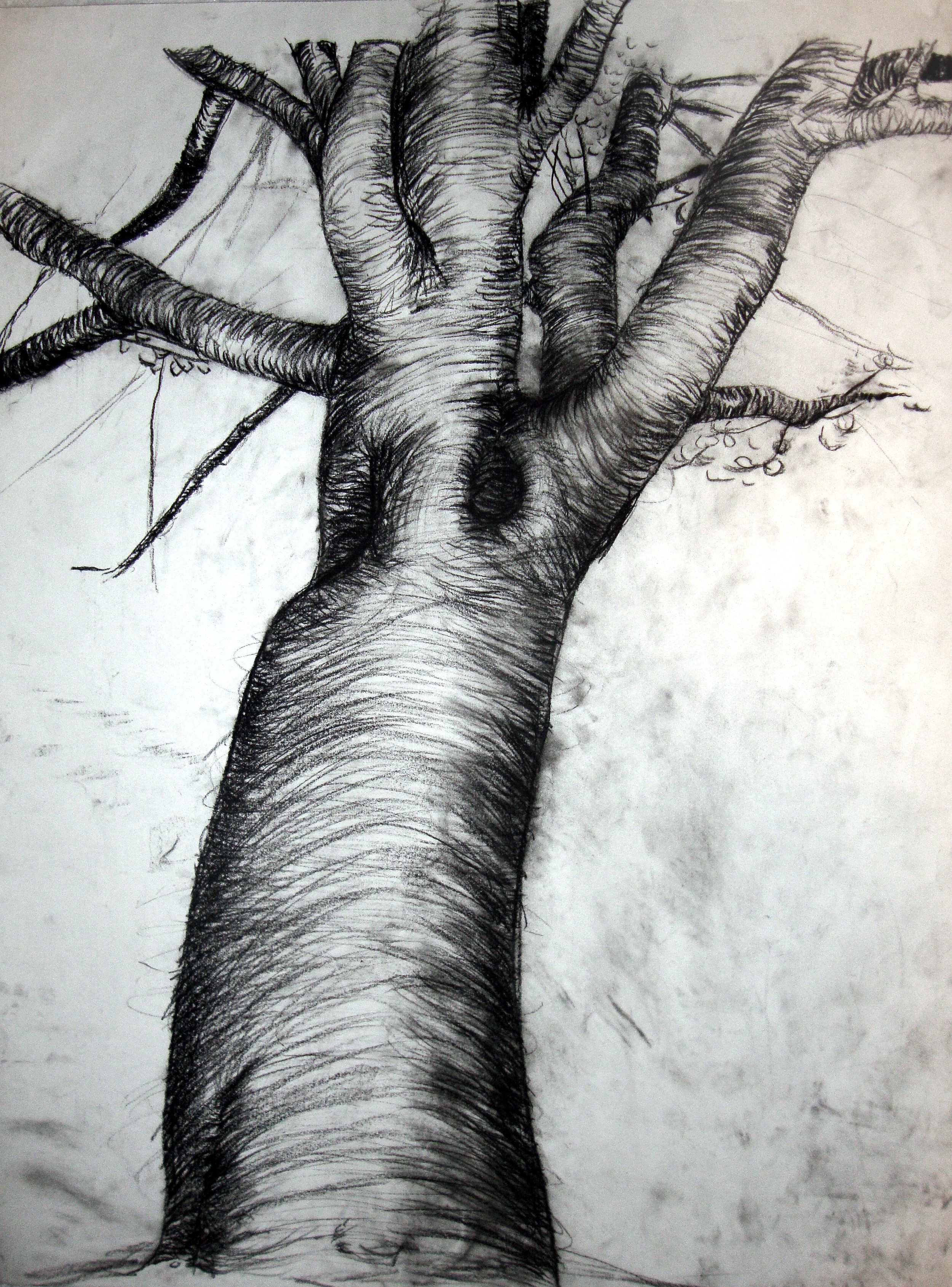 tree study