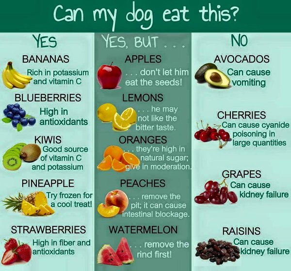 can my dog have avocado