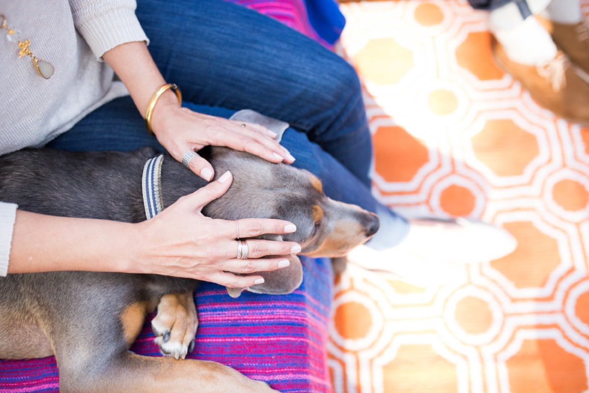 reiki healing for dogs