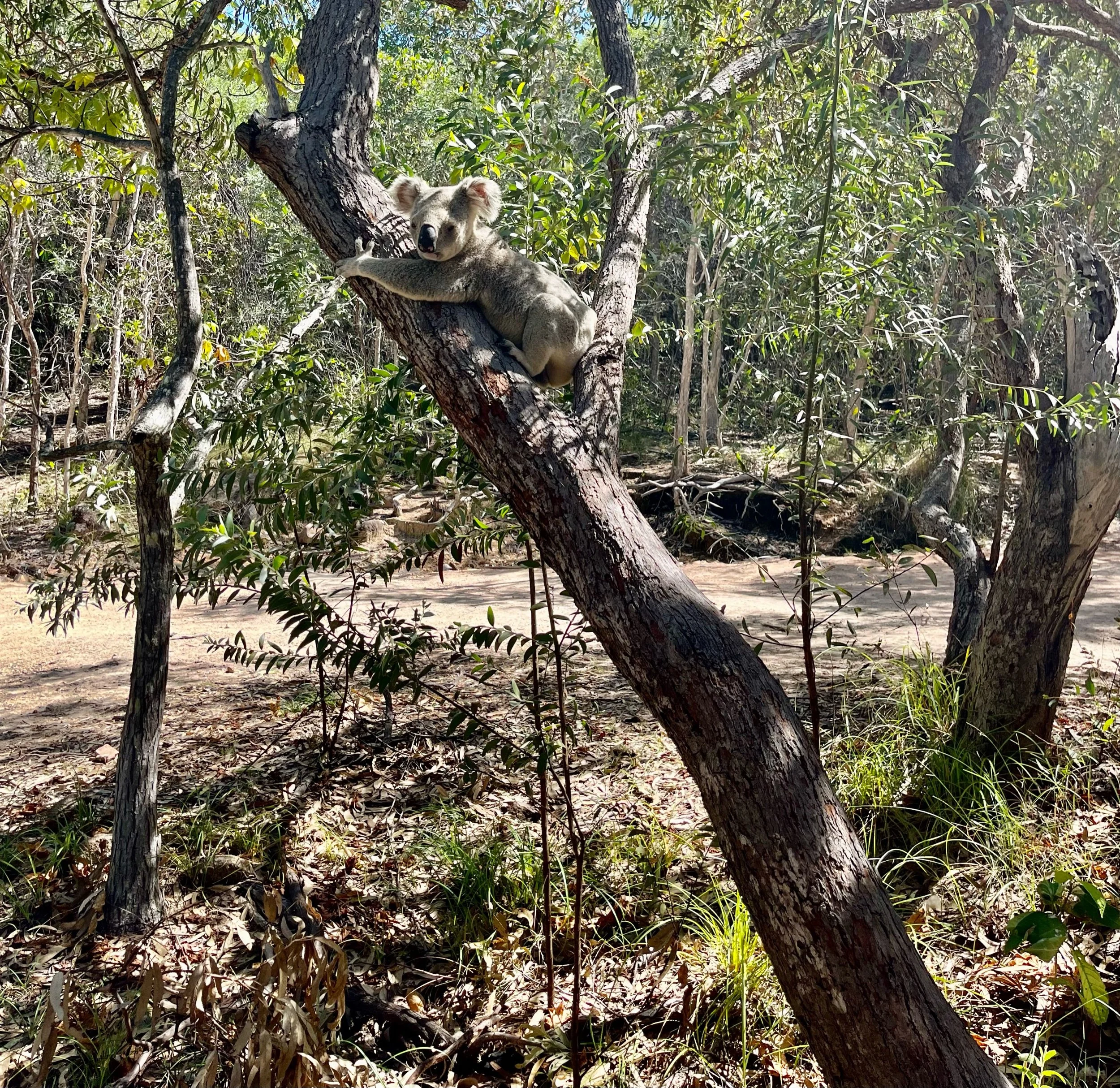 Animals OR Wildlife Sightings