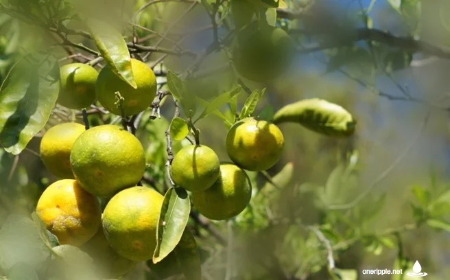 Unripe2.jpeg