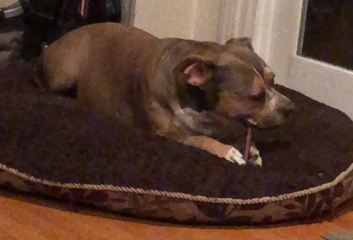 Chew.jpg