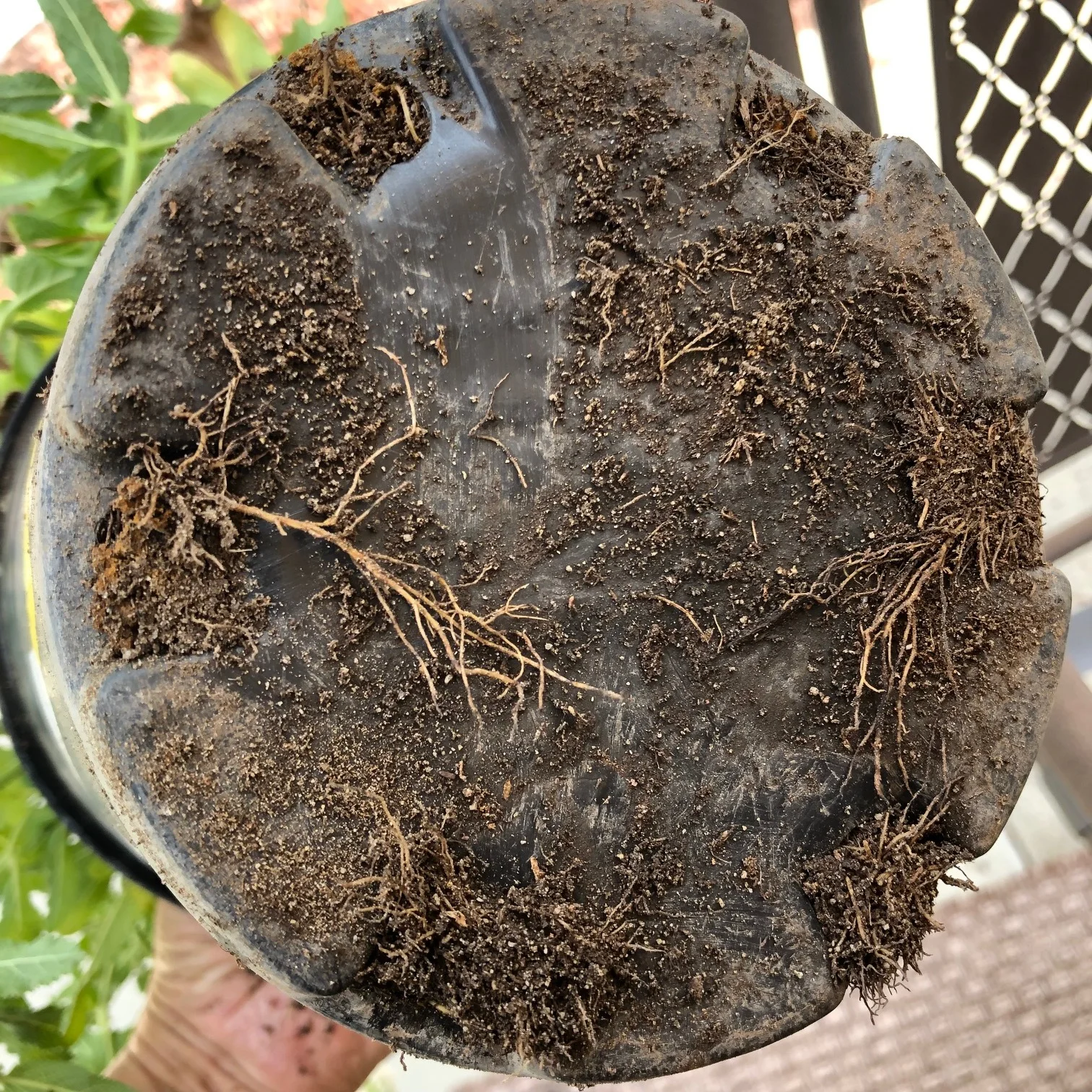 Refusing to be removed from a container of life that’s been outgrown.
