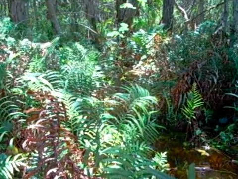 Danny Barwick - Iluka (Official Video)