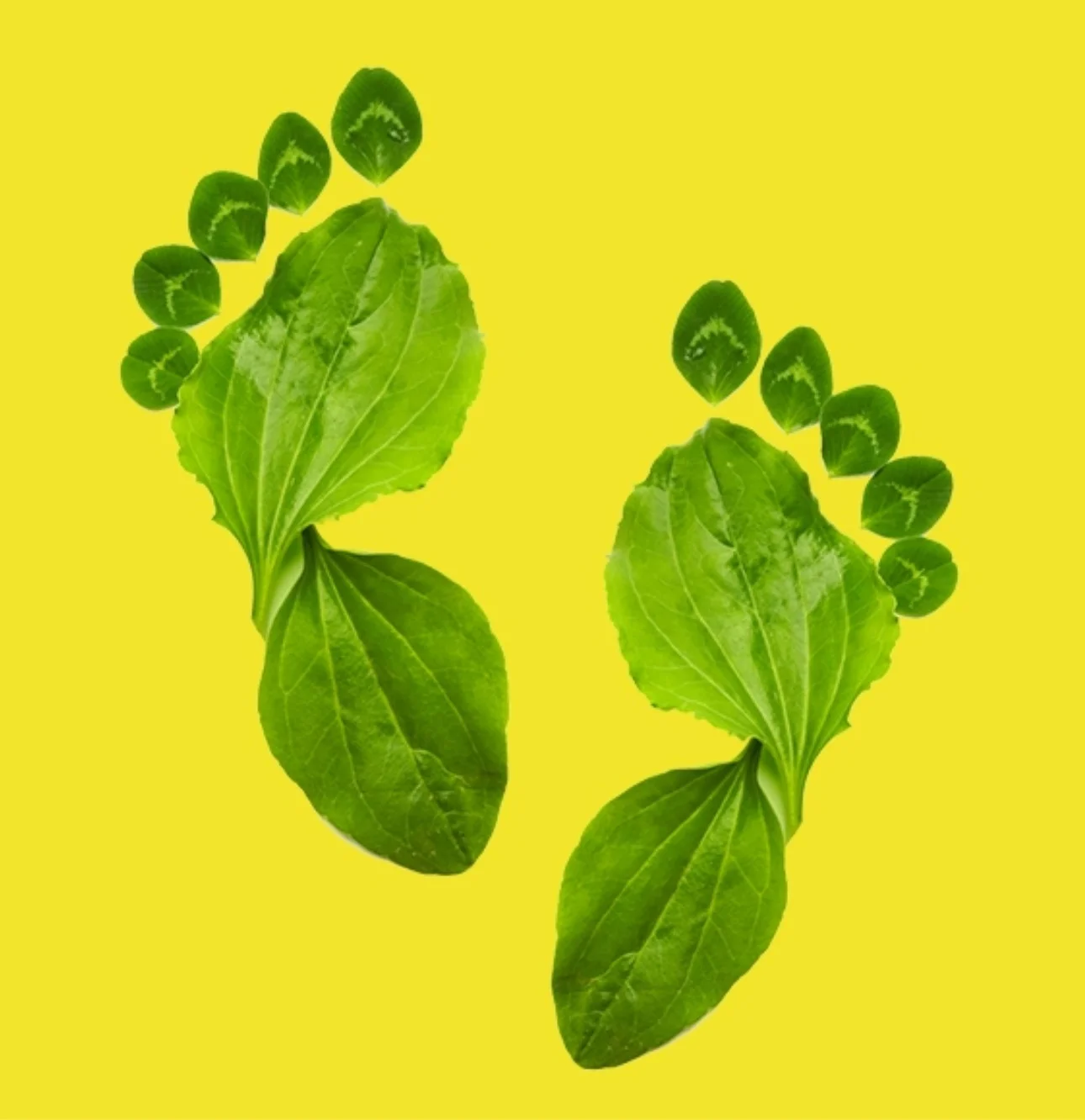 Santa Monica: Annual Report