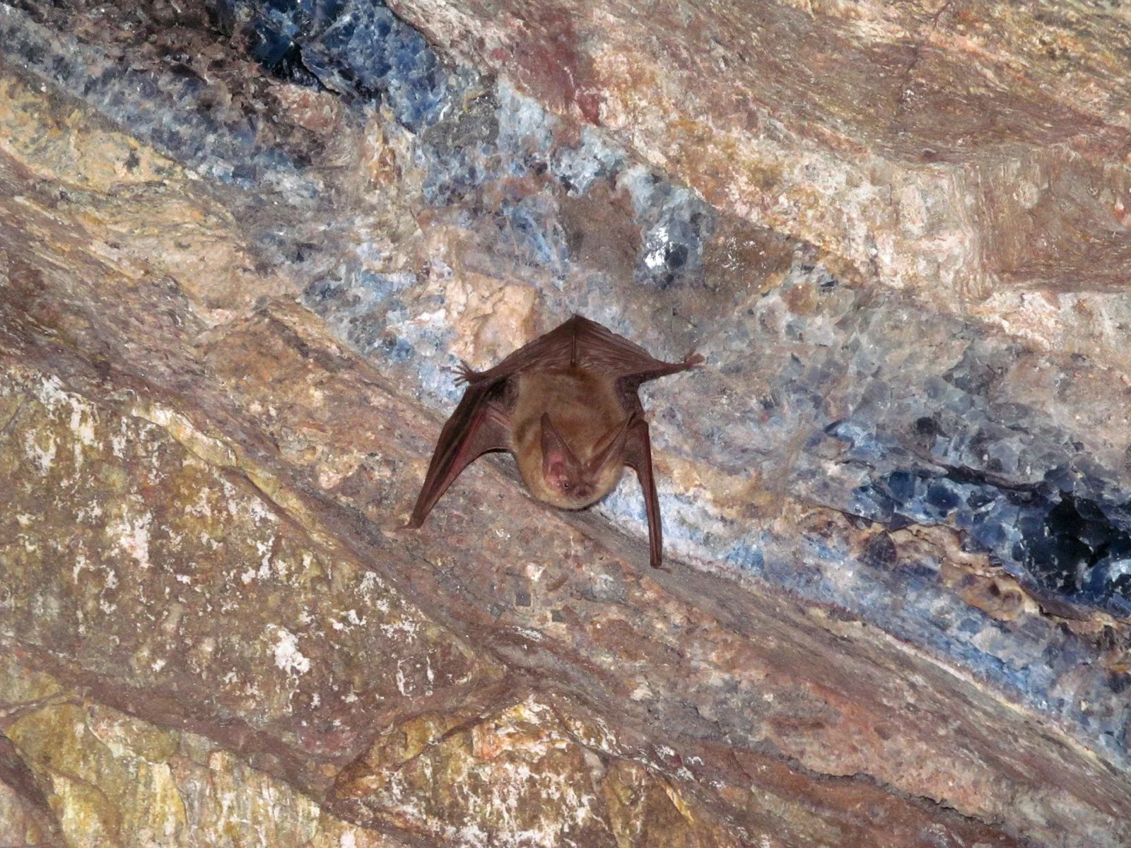 2015 Mine Trip Encountered One of the Local Bats