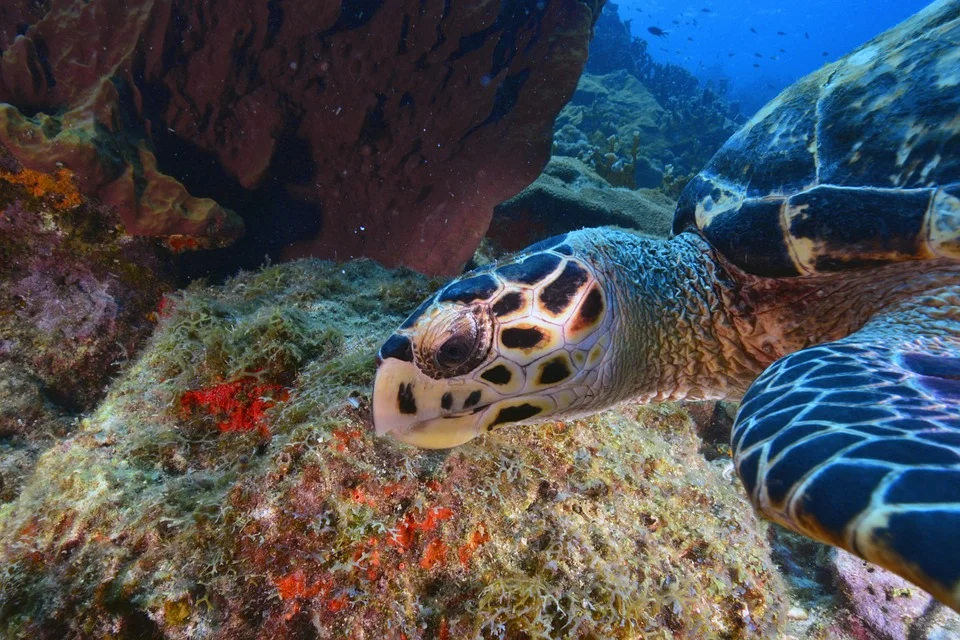 Seabed-Turtle-Animal-2840510.jpg