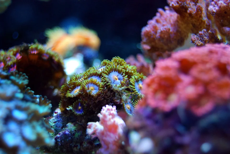 coral-2745956_960_720-1.jpg