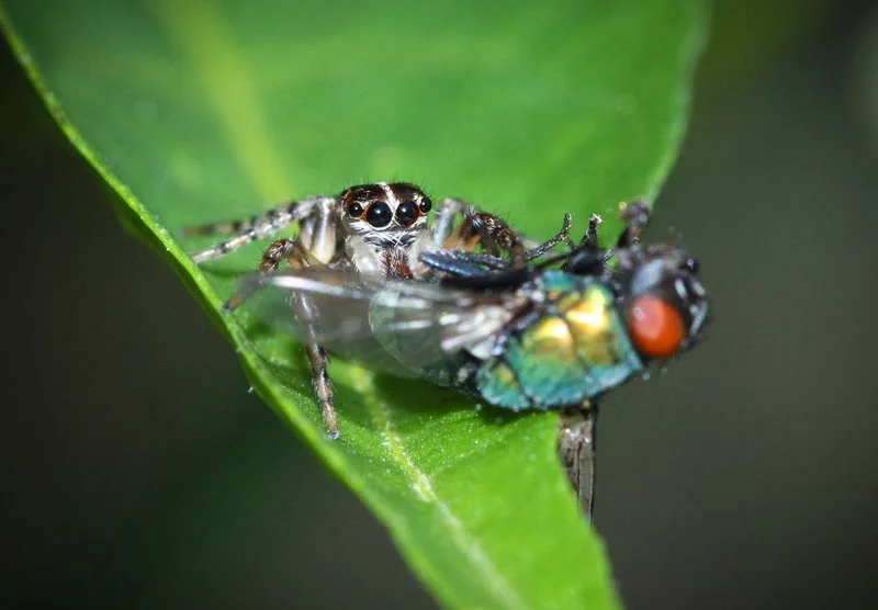 The Jumping Spider and the Ant