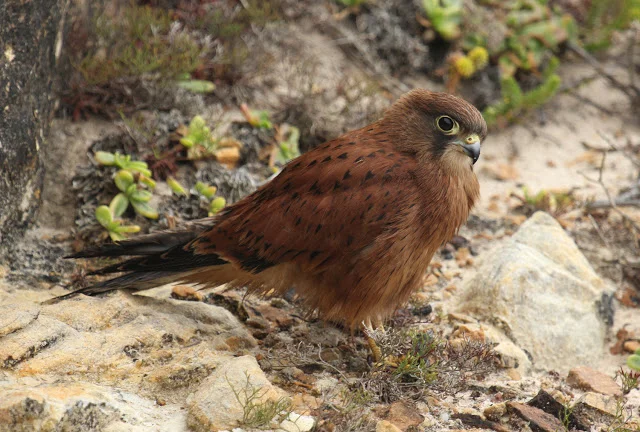Rock Kestrel