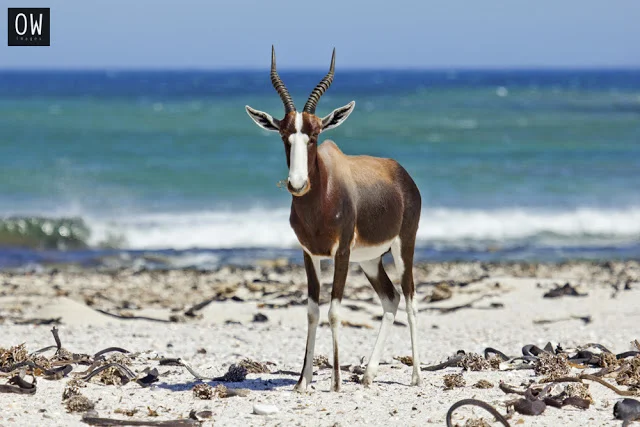 For the love of Wilderness