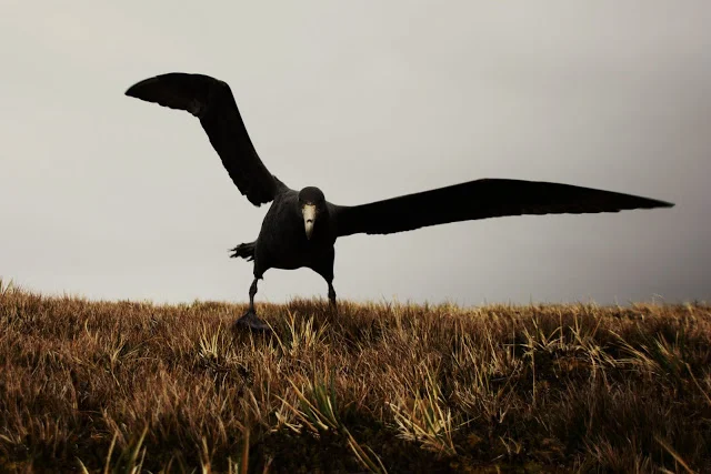 An evolutionary tale