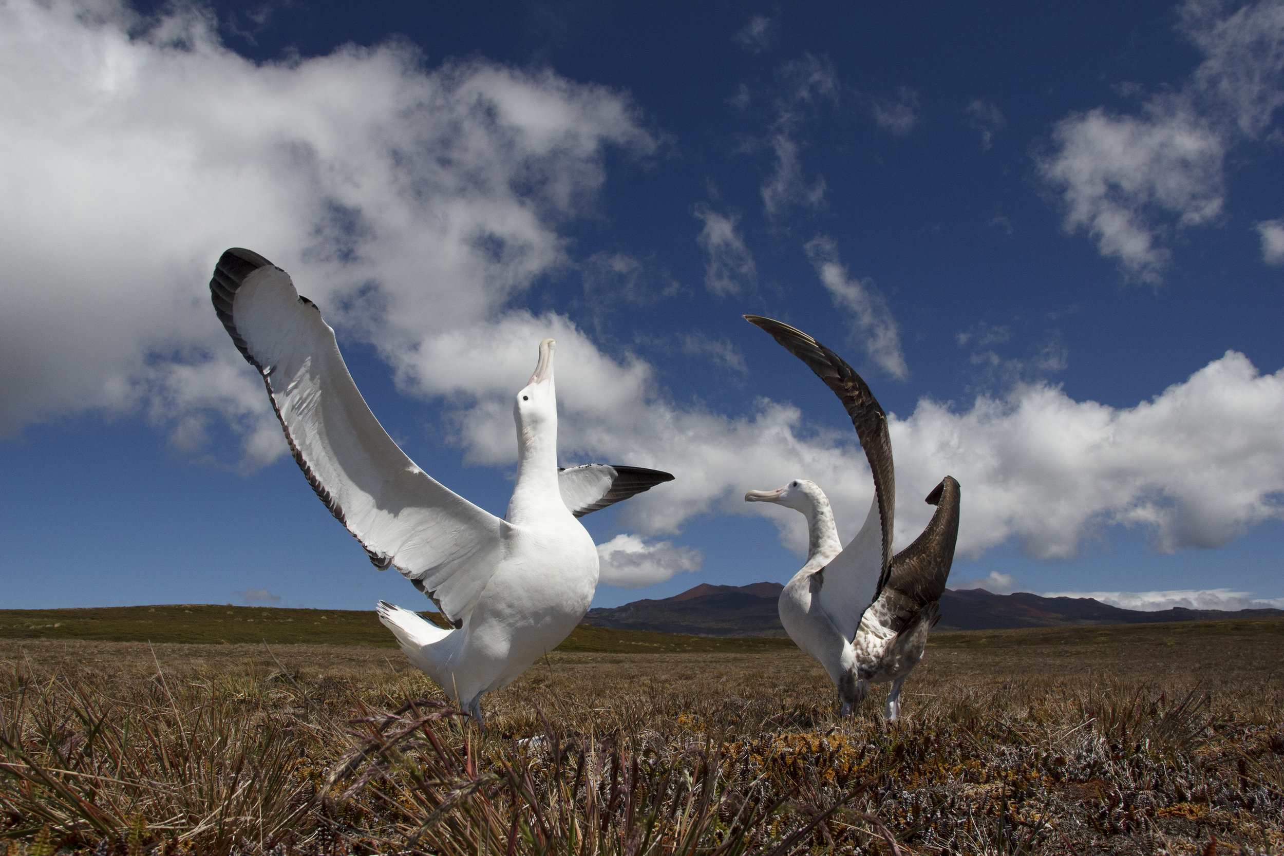 wandering_albatrosses.jpg