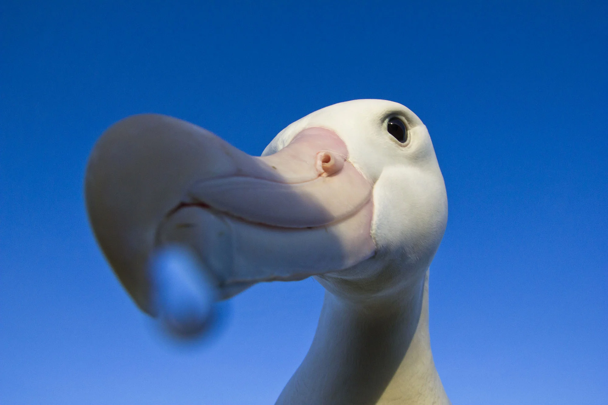 face.jpg