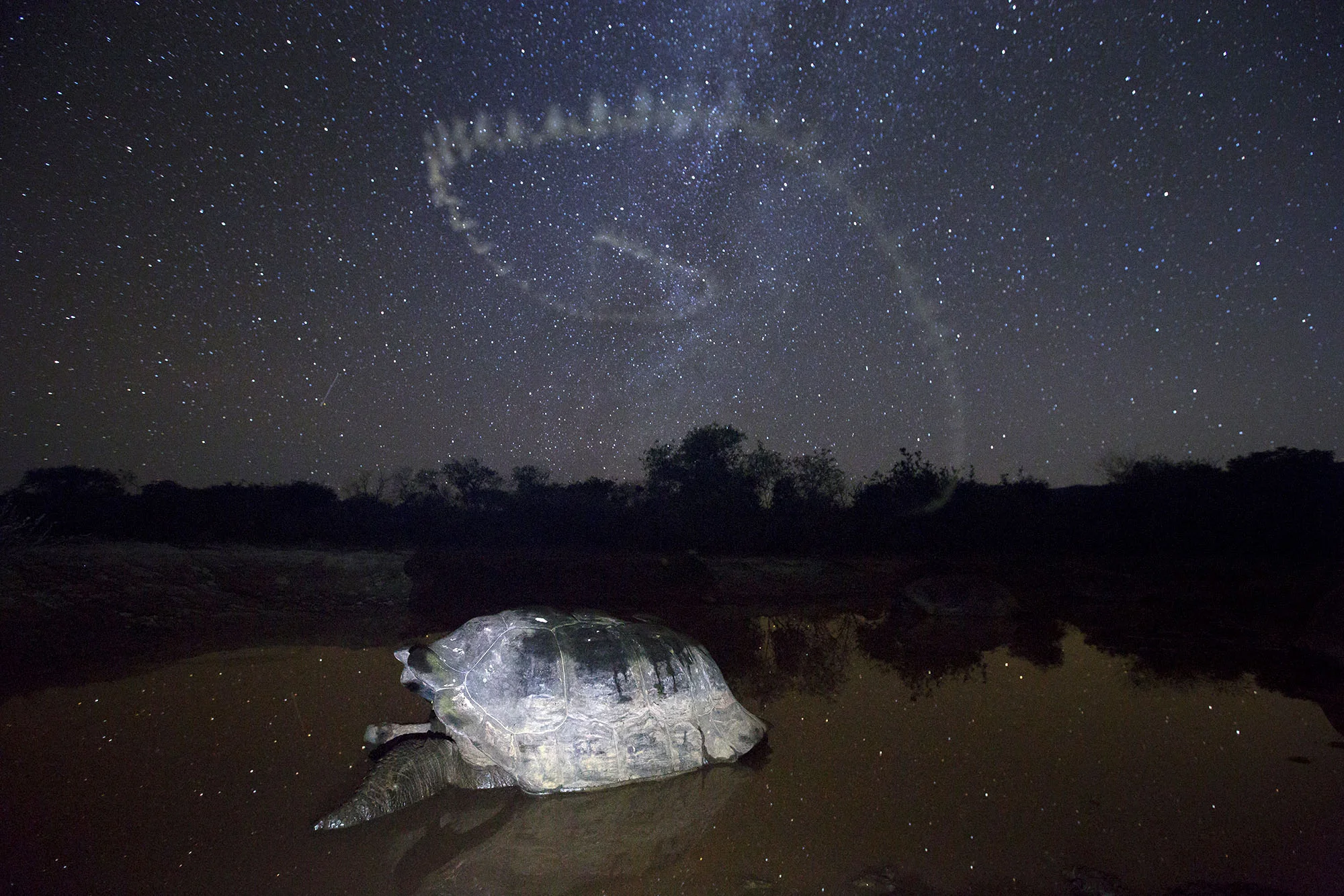 tortoise_stars2.jpg