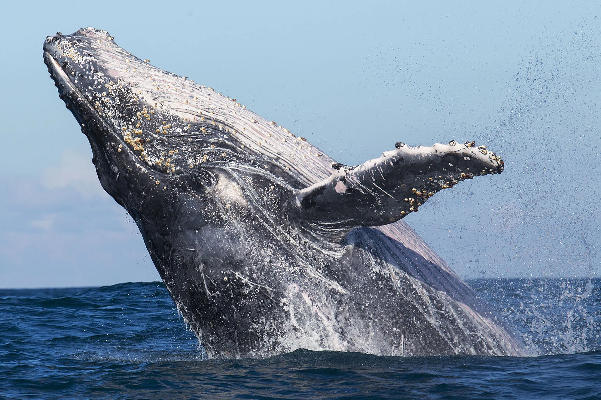 whale2_ottowhitehead.jpg