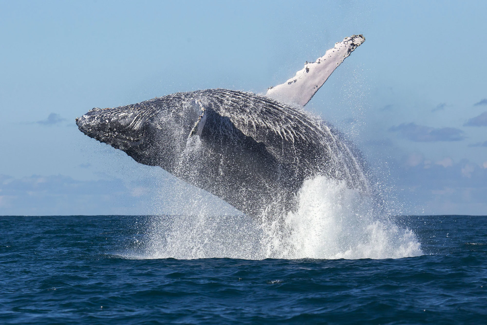 whale_ottowhitehead.jpg