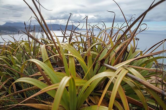 It&rsquo;s always great finding new gems!

Yesterday @mermaid.lauren92 and I hiked up to Swartkop Peak above Simon&rsquo;s Town. Two and a half years ago this mountain was engulfed by flames and now there is some really healthy fynbos sprouting up!

