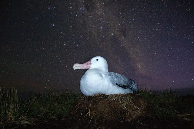 Happy #worldalbatrossday 🥳

There are 22 albatross species and they occur from the tropics all the way to the poles.

This wandering albatross on @marionisland is incubating her egg, however, the chick will be hatching into a very uncertain world.

