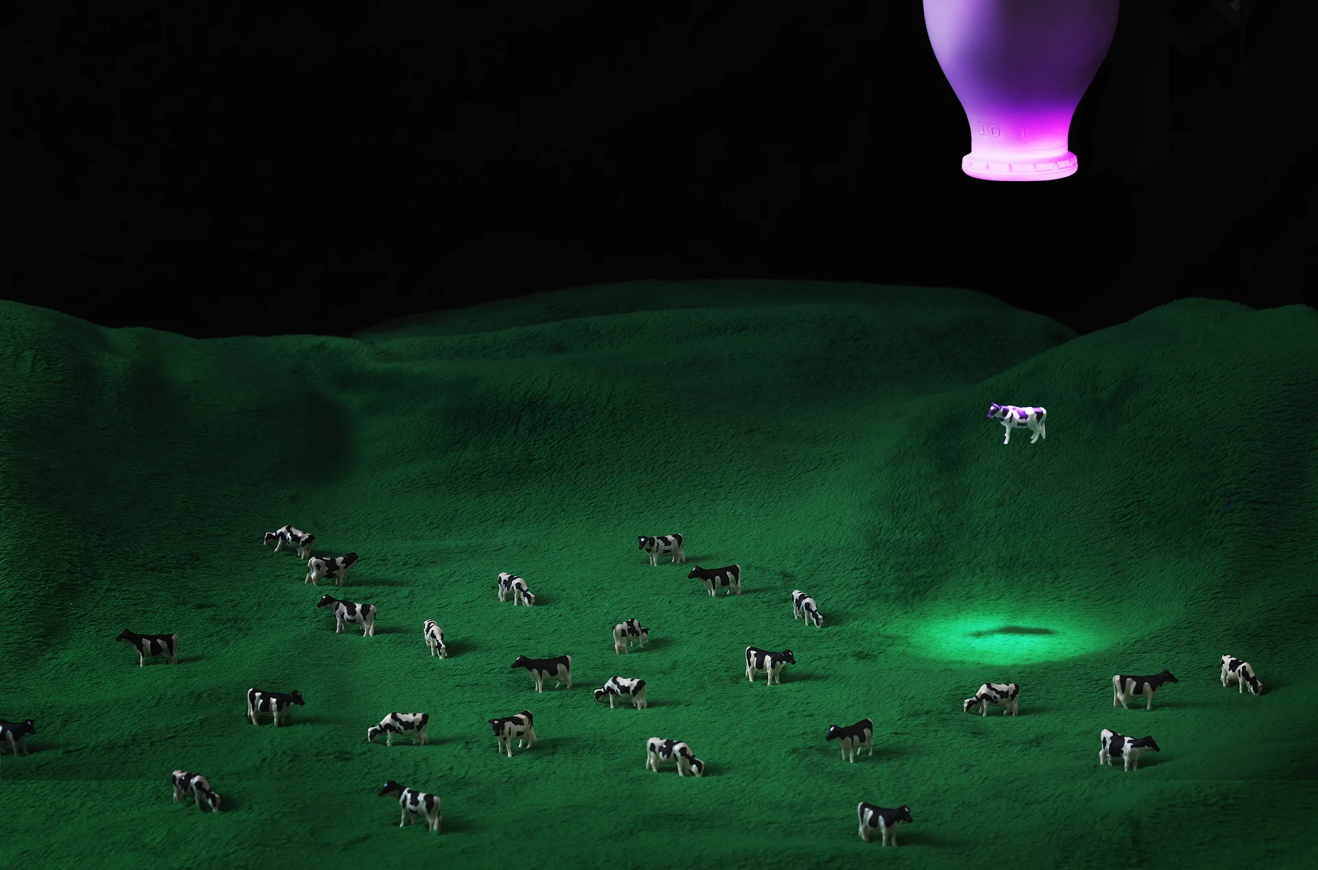 Cow Abduction.