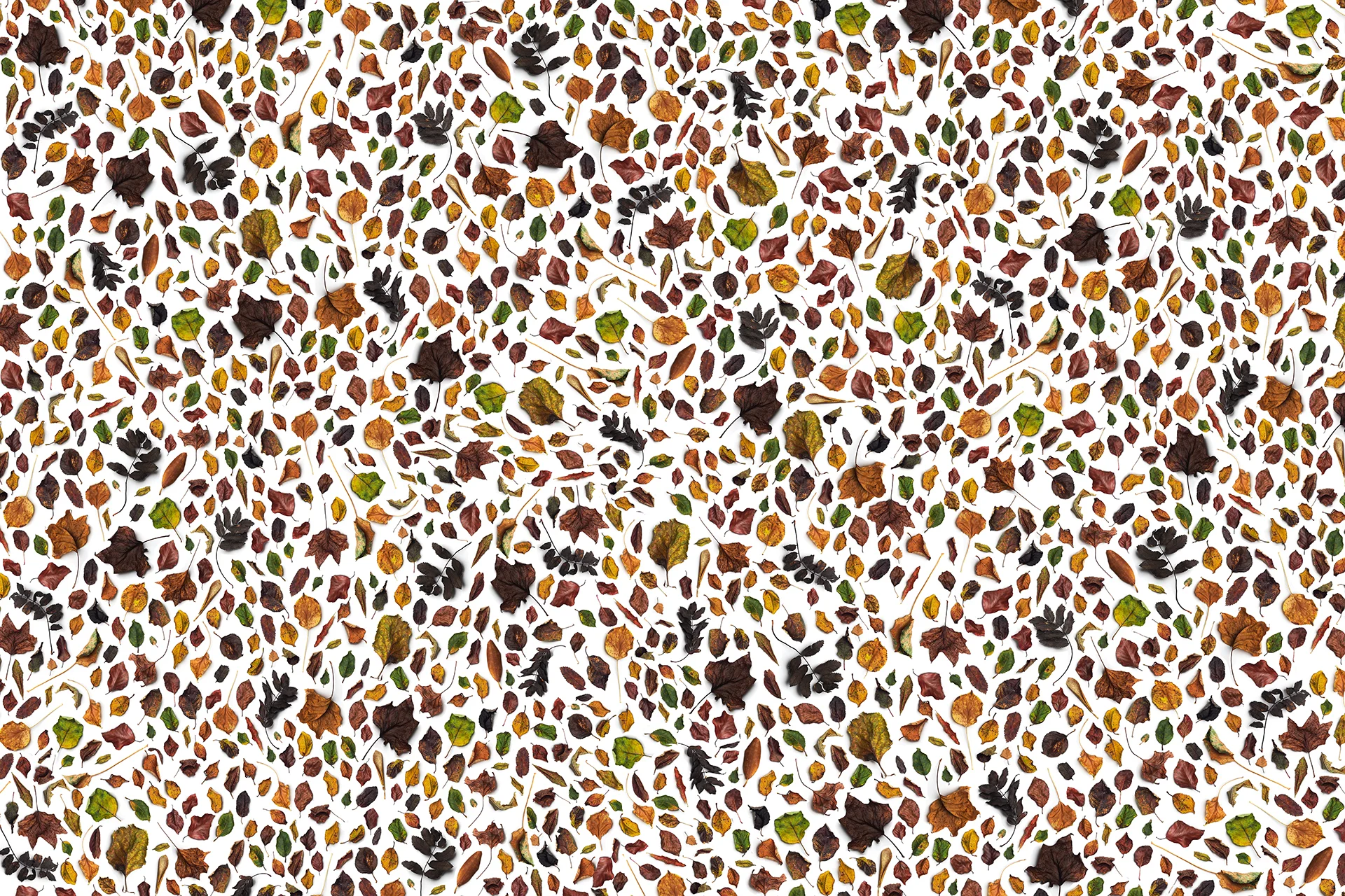 Leaves