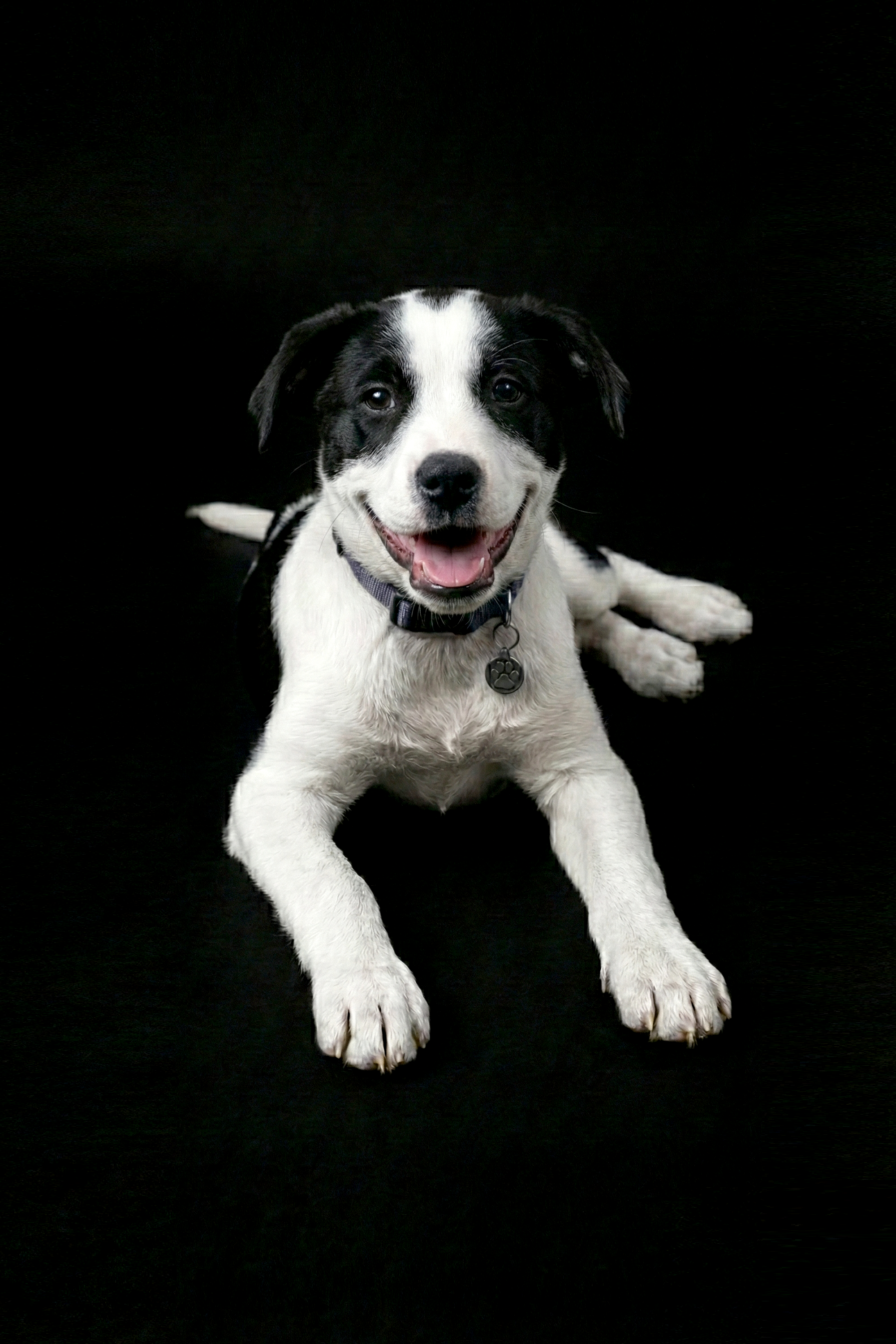 Frankie-black-bg.png