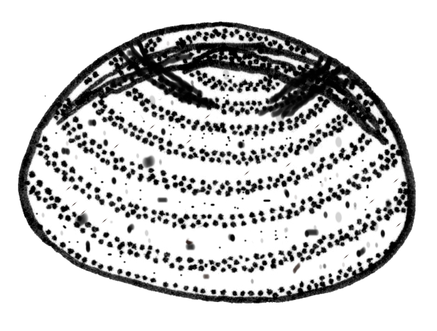 Many Seeded Sour