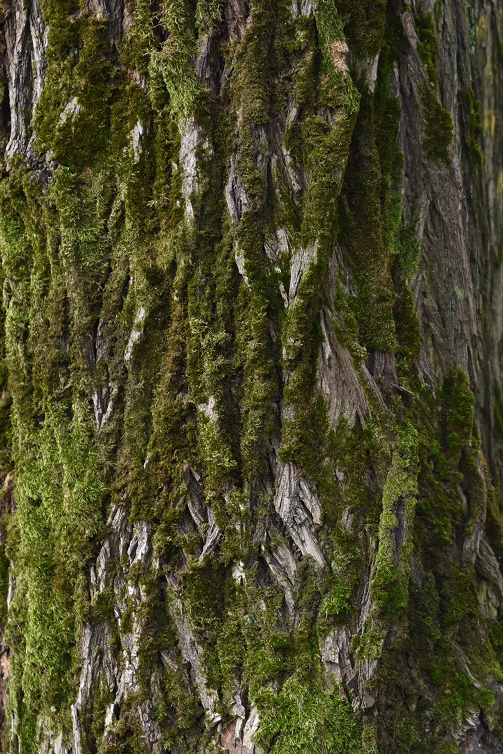 Invitation Milano..Kutsu Milano